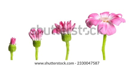 Blooming stages of pink daisy flower on white background