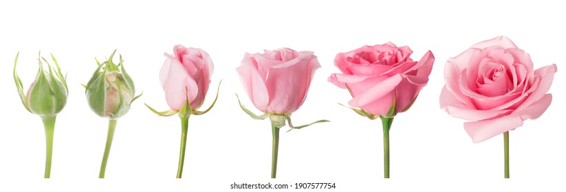 Blooming stages of rose flower on white background - Shutterstock ID 1907577754