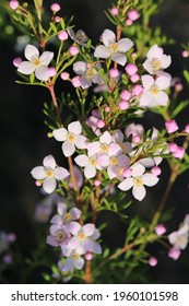 Blooming sticky boronia in sunny April