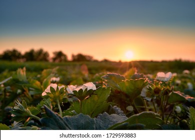 Blooming strawberries on a sunset background. Field with strawberries in the evening. White flowers turned towards the sun