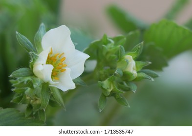 Blooming Strawberry. Fragaria Chiloensis. Becoming Strawberry

