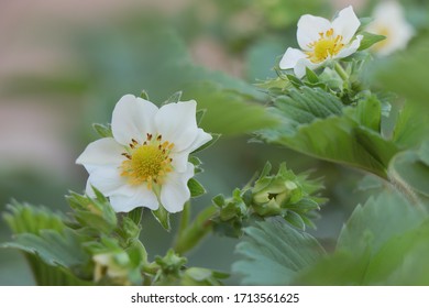 Blooming Strawberry. Fragaria Chiloensis. Becoming Strawberry