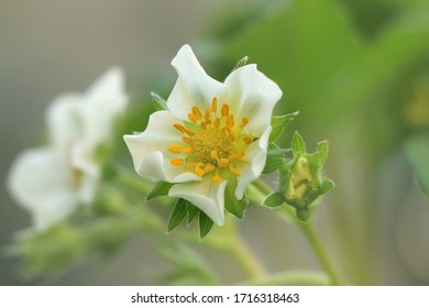 Blooming Strawberry. Fragaria Chiloensis. Becoming Strawberry