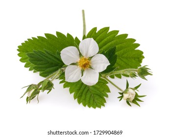 Blooming Strawberry. Fragaria Chiloensis. Becoming Strawberry Isolate On White