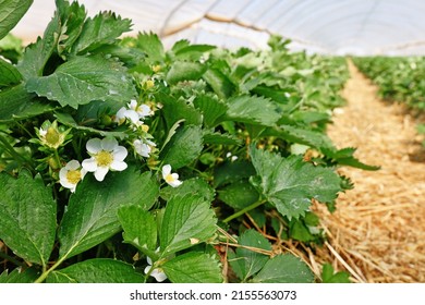 Blooming strawberry fruit plants with withe flowers under tunnel dome greenhouse - Powered by Shutterstock