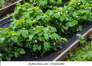 Blooming Strawbery Plant On Garden Bed