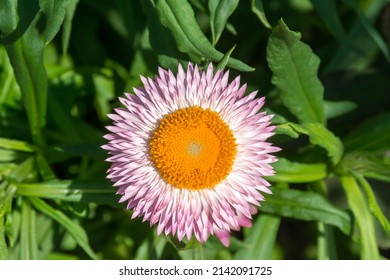 The blooming strawflower in the park.