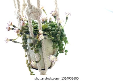 Blooming String Of Pearls Plant