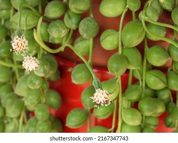 Blooming String Of Pearls Succulent Close Up         