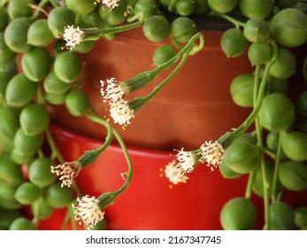 Blooming String Of Pearls Succulent Close Up         