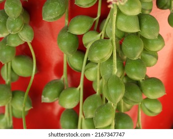 Blooming String Of Pearls Succulent Close Up         