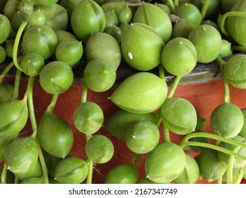 Blooming String Of Pearls Succulent Close Up         