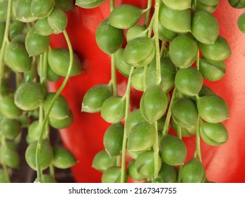 Blooming String Of Pearls Succulent Close Up         