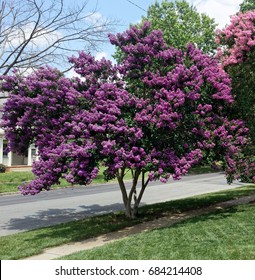 Blooming summer purple crepe myrtle.
