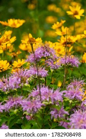 Blooming Summer Wildflowers.  Bellevue State Park, Iowa, USA