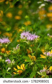 Blooming Summer Wildflowers.  Bellevue State Park, Iowa, USA