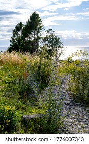 Blooming summer wildflowers Blueweed, Echium vulgare on the island of Gotland in Sweden