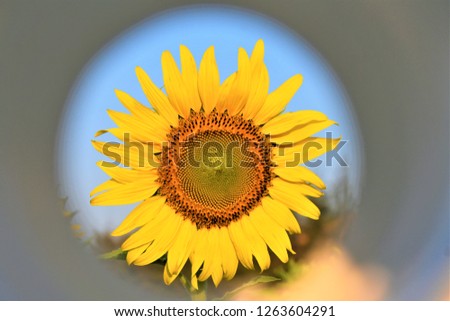 Similar – sunflowers Umwelt Natur