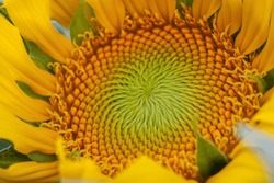 Blooming Sunflower Close Up Surface