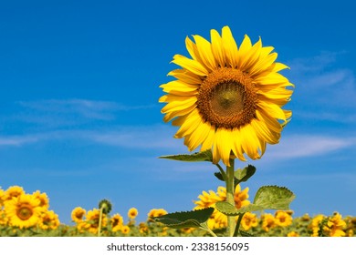 Blooming sunflower in the field against the blue sky.