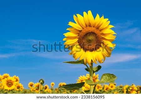 Blooming sunflower in the field against the blue sky.