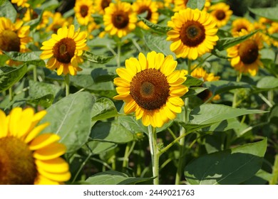 Blooming sunflower fields. Beautiful yellow flower - Powered by Shutterstock