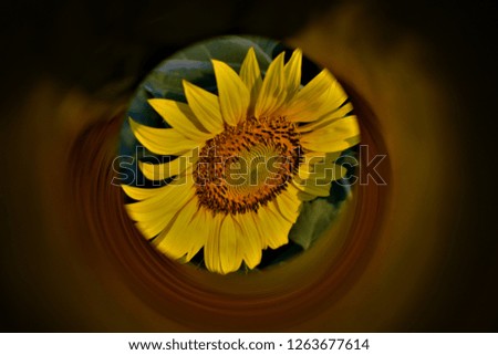 Similar – sunflowers Umwelt Natur