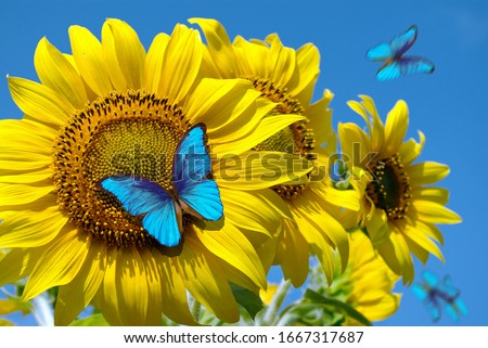 blooming sunflowers on a background of blue sky. beautiful blue butterflies flying among the flowers. Morpho butterflies on flowers. 