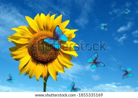 blooming sunflowers on a background of blue sky. beautiful blue butterflies flying among the flowers. Morpho butterflies on flowers.