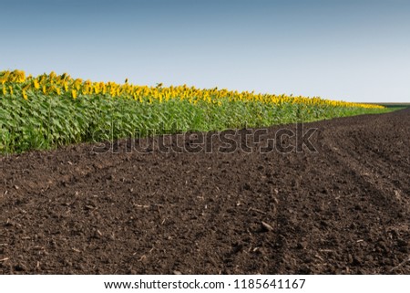 Blooming sunflowers plantation and uncultivated farm land with a blue sky background.