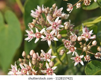 Blooming Swallow-wort, Cynanchum Acutum