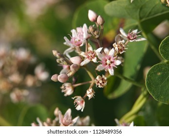 Blooming Swallow-wort, Cynanchum Acutum