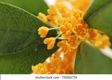 Blooming Sweet Osmanthus