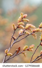 Blooming Sweetgale, Myrica Gale 