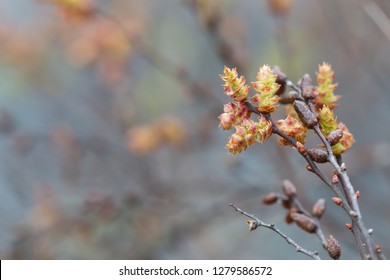 Blooming Sweetgale, Myrica Gale With Blurred Background 