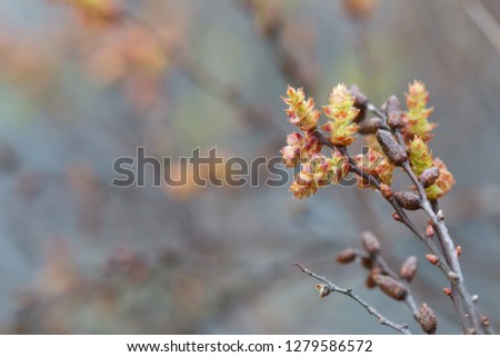 Blooming sweetgale, Myrica gale with blurred background 