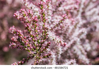 Blooming Tamarix (tamarisk, Salt Cedar)