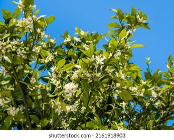 
Blooming tangerine tree. A large number of white flowers on the branches of a tree among green foliage against a blue sky. The glow of the leaves in the bright sun. Horizontally. Copy space.
