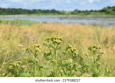 Blooming tansy (Tanacetum vulgare) in a floodland meadow against the background of a blurred river, close-up