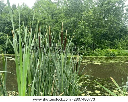 Blooming thickets of typha (cattails) on the shore of a small lake.