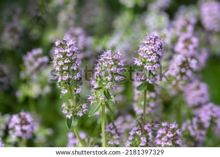 Blooming thyme plant, close-up macro photography. Aromatic seasoning for cooking. Thyme herb grows in the garden. Organic herb green thyme.
