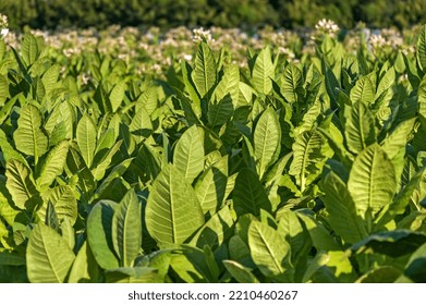 Blooming Tobacco Field Under The Evening Sun