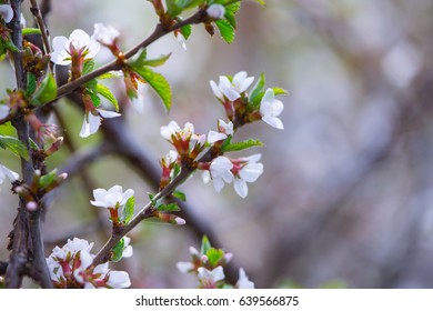 Blooming tree