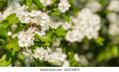 Blooming tree branch and a bee full of pollen, blurred background, in a spring sunny day. - Shutterstock ID 1021720873