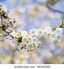 Blooming Tree Branches with White Flowers, Cherry Blooming, Springtime, Park in England, UK