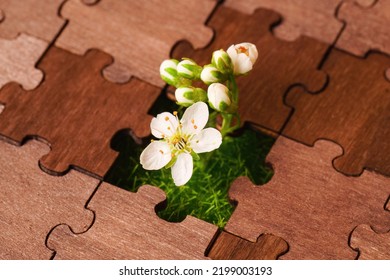 Blooming Tree Flowers Coming Through The Missing Piece In A Wooden Jigsaw Puzzle. New Beginnings Concept.