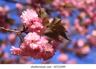 Blooming tree flowers in spring time