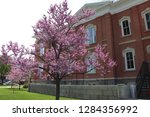 A blooming tree in front of the Cache county visitors center in northern Utah