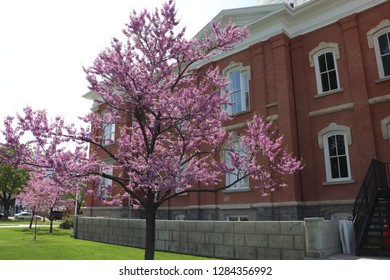 A Blooming Tree In Front Of The Cache County Visitors Center In Northern Utah