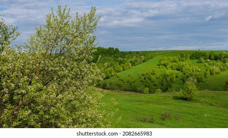 Blooming tree on the background of a green meadow in a hilly area. Spring season, April. Web banner. Ukraine. Europe.